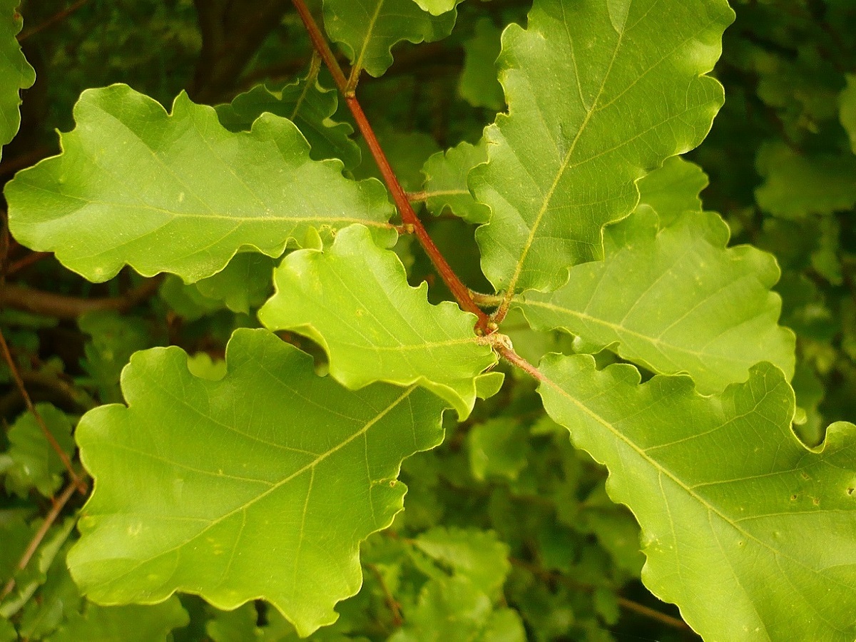 Quercus robur (Fagaceae)